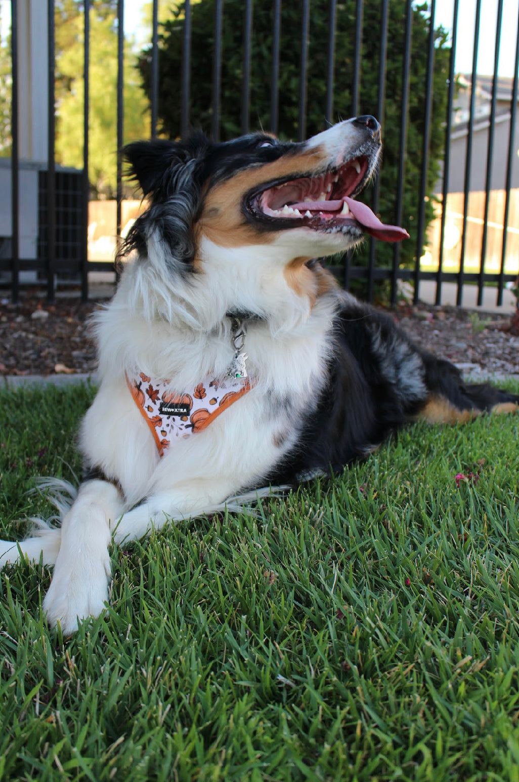 “Autumn” harness