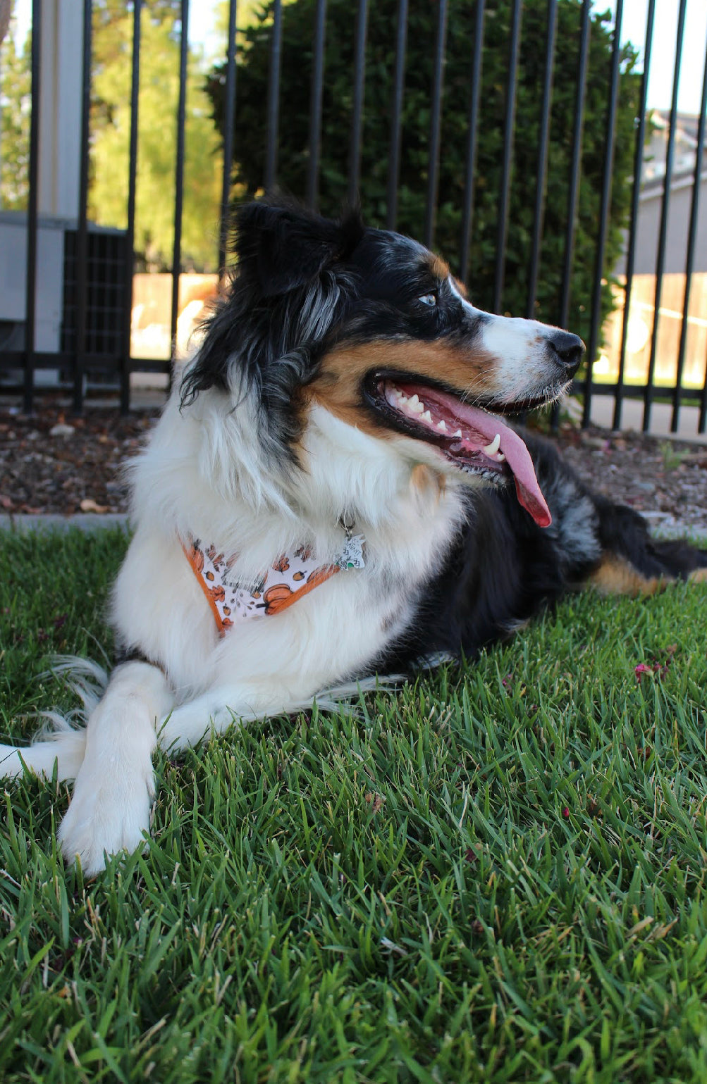 “Autumn” harness