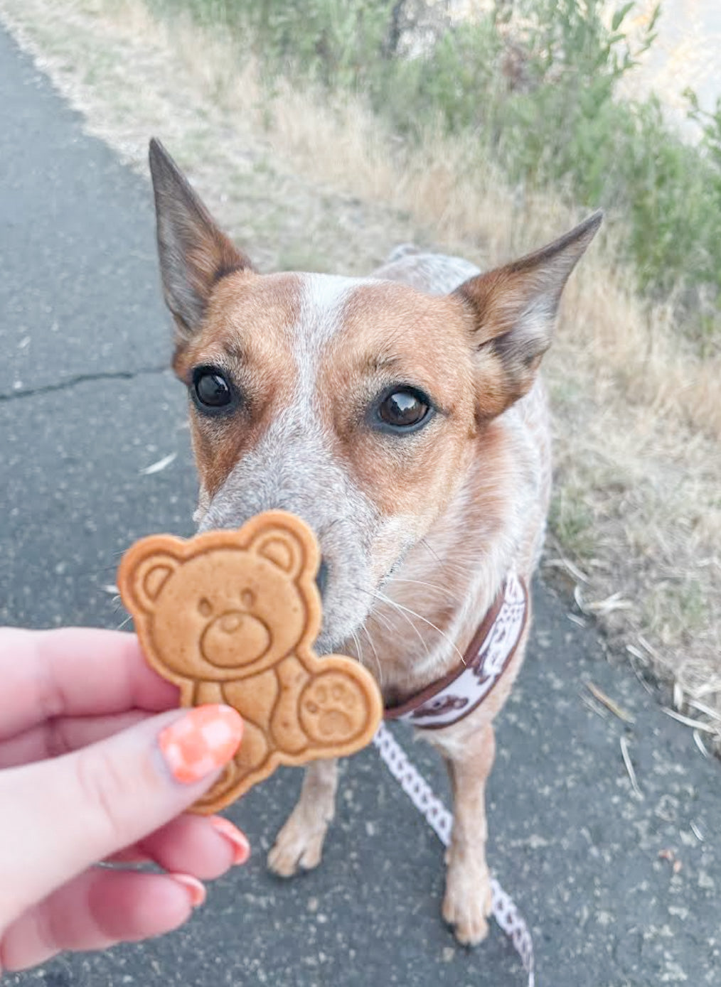 “The 'Bear' Necessities” teddy bear treat