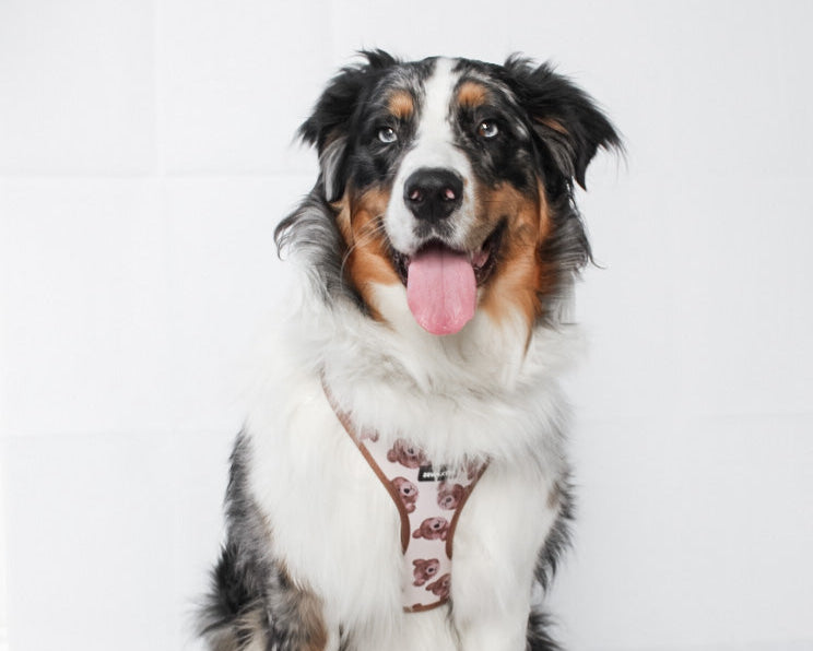 “The 'Bear' Necessities” harness