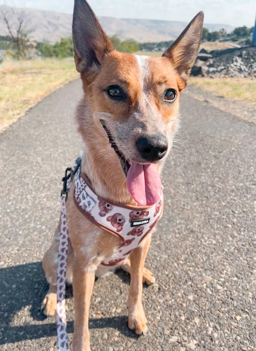 “The 'Bear' Necessities” harness