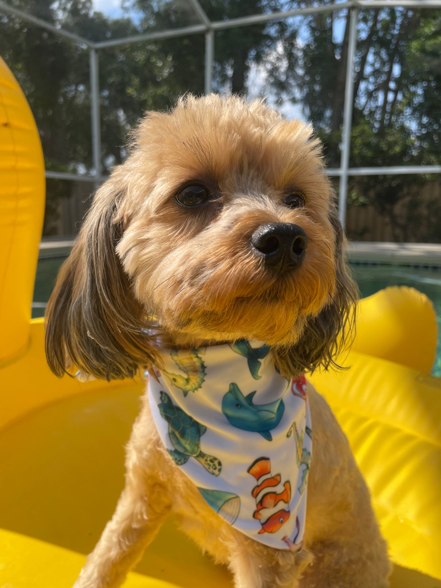 Swim Bandana