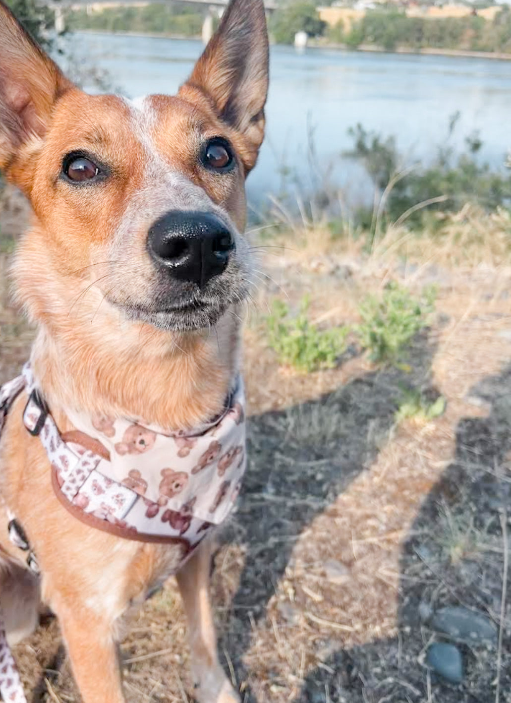 “The 'Bear' Necessities” bandana