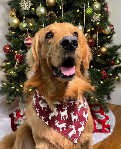 EXPRESS SHIPPING ADD ON