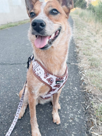 “The 'Bear' Necessities” leash
