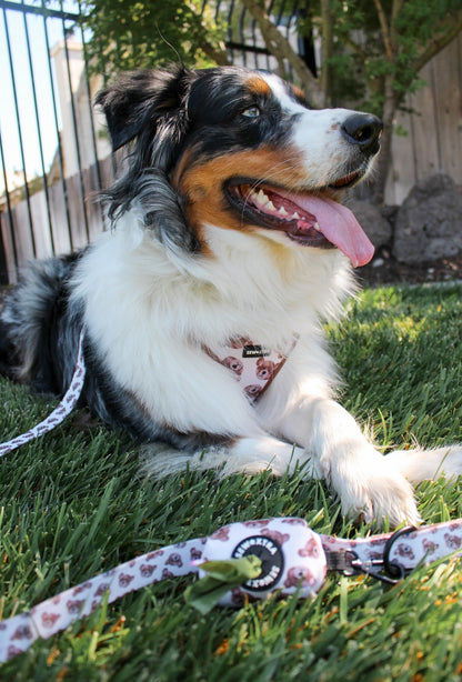 “The 'Bear' Necessities” leash